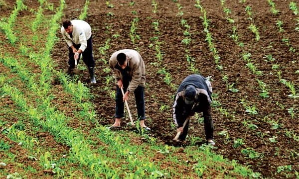 Les agriculteurs britanniques veulent des saisonniers agricoles marocains