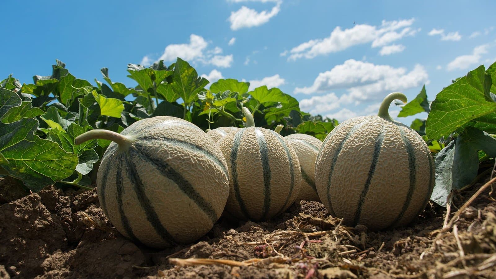 Les prix des melons marocains ont été très intéressants en Europe