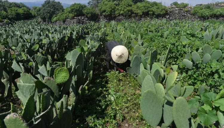 Marrakech-Safi : Plantation de cactus résistants à la cochenille