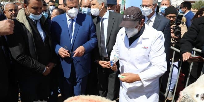 L’opération de distribution d’orge subventionnée lancée à Marrakech-Safi