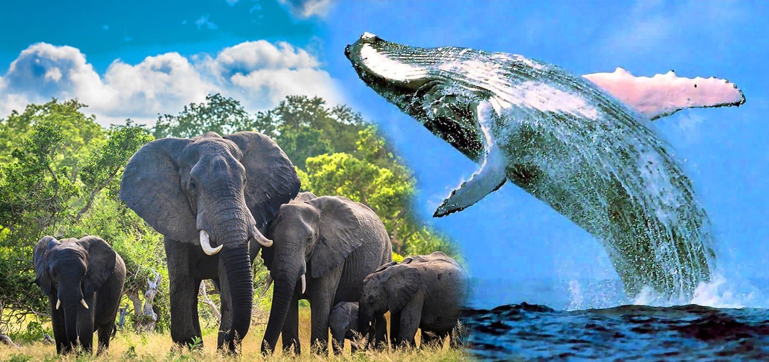 Pour limiter le réchauffement climatique, baleines et éléphants sont nos alliés