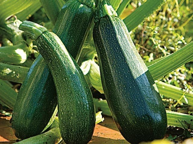 Courgettes : Le Maroc a vendu 33,83 millions de kilos à l’UE en 2021