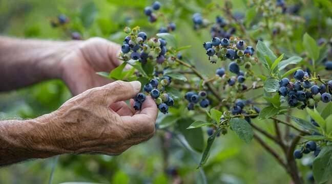 Myrtilles : Le Maroc connait un essor important
