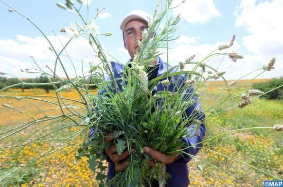BENSLIMANE : LES AGRICULTEURS OPTIMISTES APRÈS LES DERNIÈRES PLUIES
