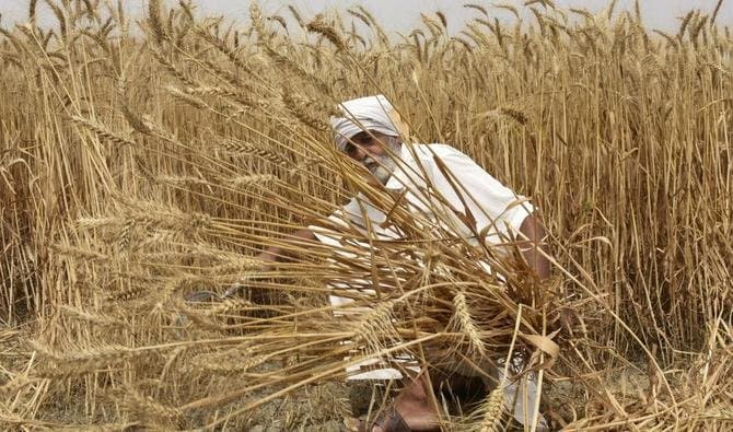 L'Inde suspend ses exportations de blé : ces pays particulièrement touchés par cette décision 