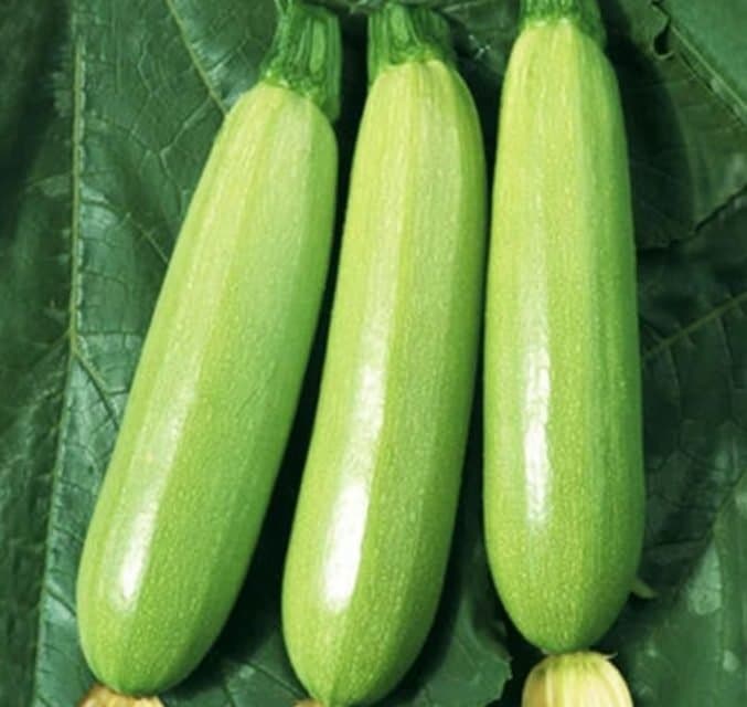 89% des courgettes importées à Almeria sont marocaines