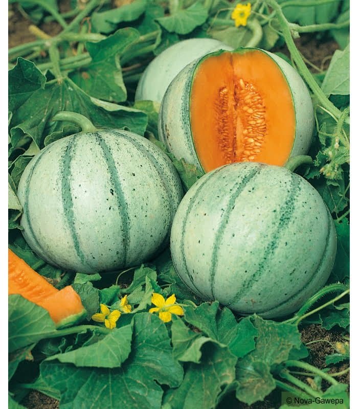 Les producteurs français se plaignent des prix des melons