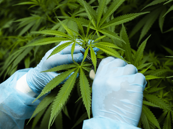 Le Maroc dispose d'énormes potentiels en matière de cannabis médical (scientifique israélien)