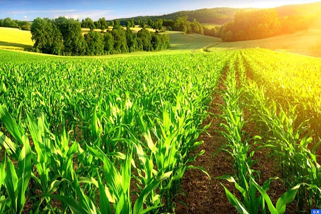 Agriculture : Volonté Royale en faveur d’un développement à dimension humaine