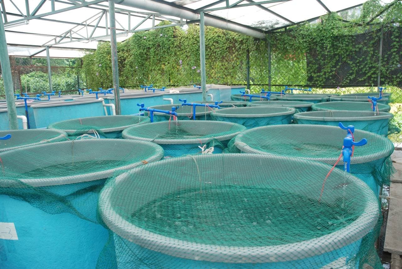 Adoption de projets de loi sur l’aquaculture et la création de l’ANDA