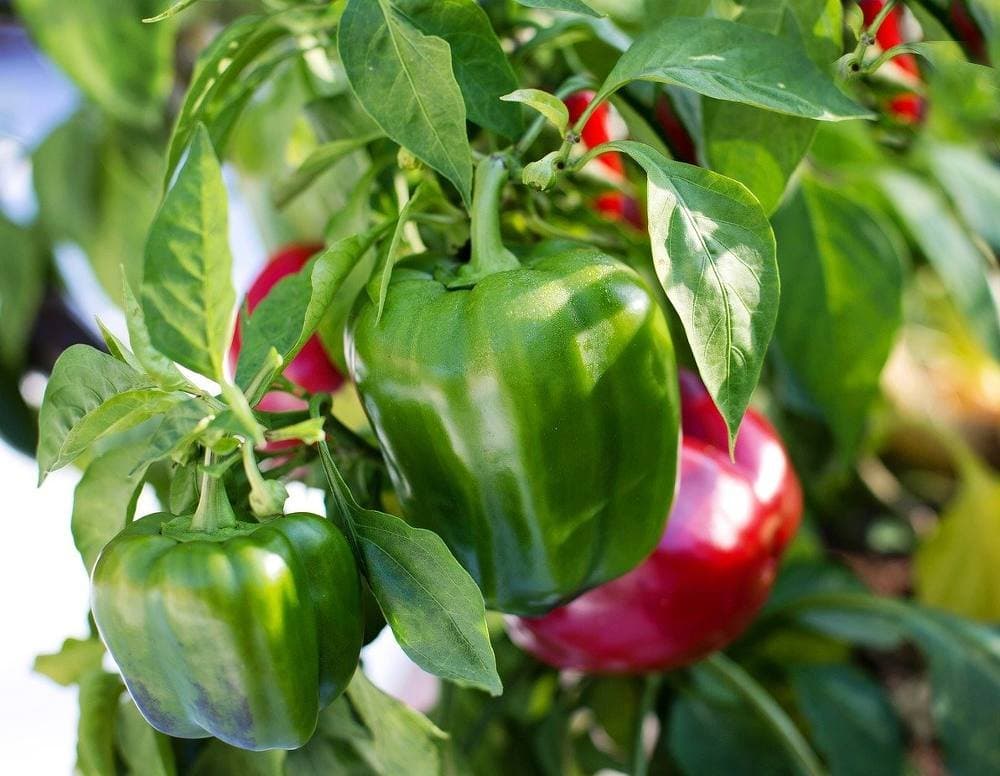 Poivrons : Le Maroc gagne des parts de marché en Allemagne