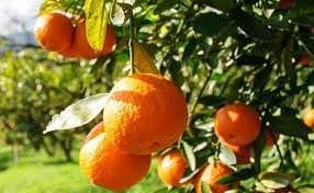 Export: Performance exceptionnelle des agrumes marocains