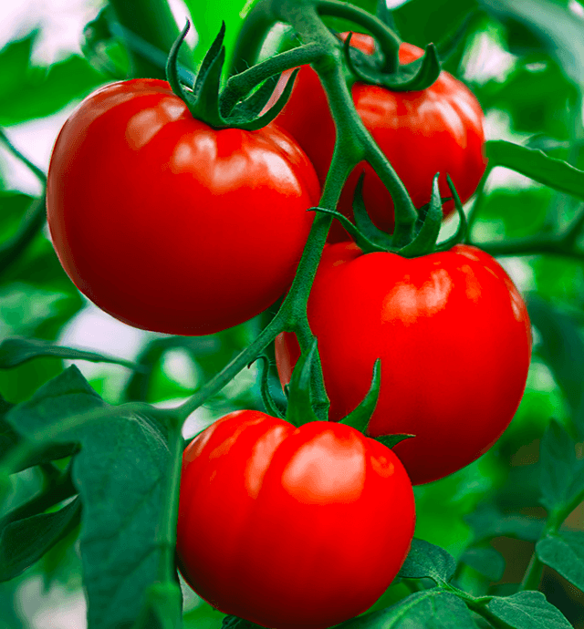 Europe: Les prix des tomates remontent après la chute enregistrée en août