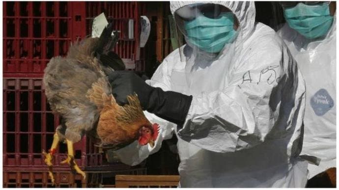 Grippe aviaire : l'Angleterre impose des restrictions sur la volaille