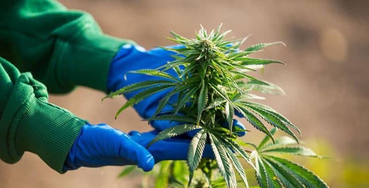 10 autorisations d’exercice des activités de transformation et de fabrication du cannabis￼