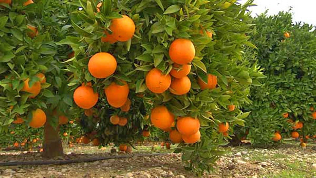 L’Espagne va produire moins d’agrumes en 2022/23