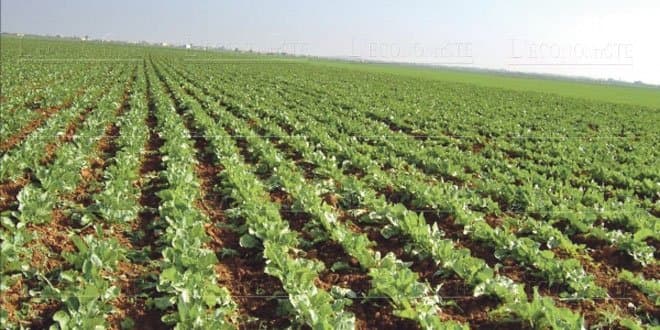 Tanger : Séminaire sur le rôle de l’agrégation agricole dans la valorisation de l’eau d’irrigation