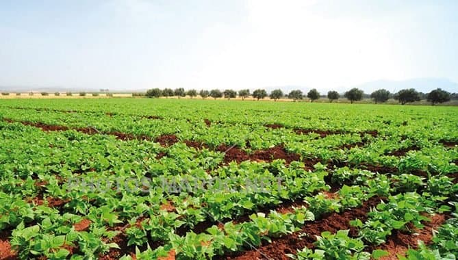 Le Maroc investit 4,2 milliards dans son secteur agricole pour 2023