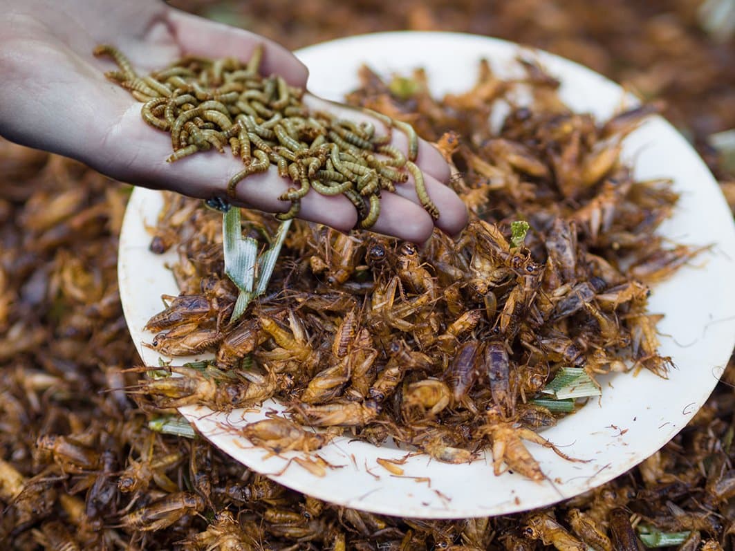 Les insectes sont des aliments désormais autorisés par la Commission Européenne