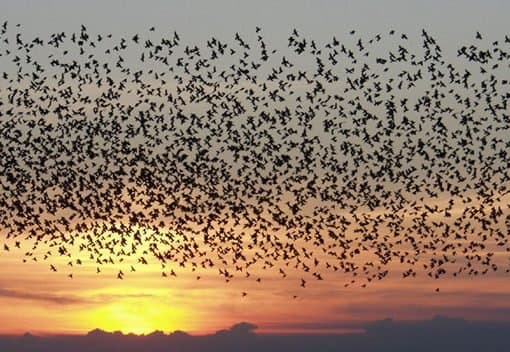Pourquoi les oiseaux sont-ils tombés du ciel au Mexique ? Probablement un prédateur, disent les experts