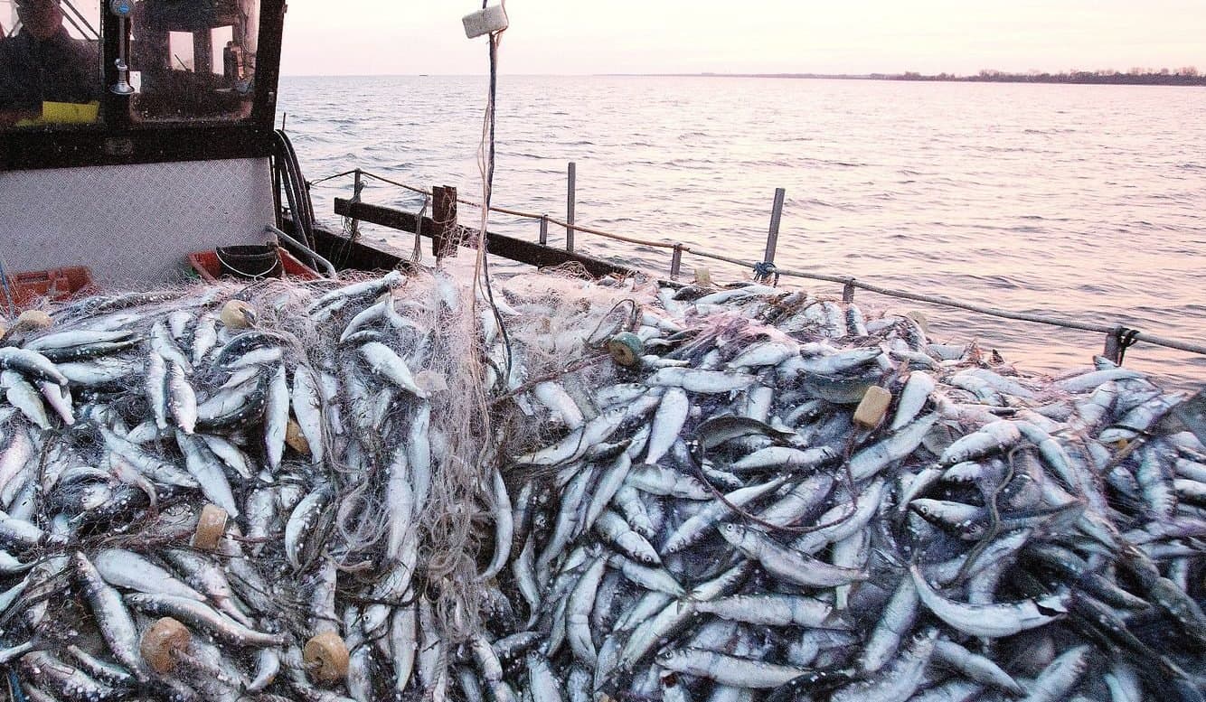 Baisse de 36% des débarquements de pêche en janvier 2023, selon l'ONP