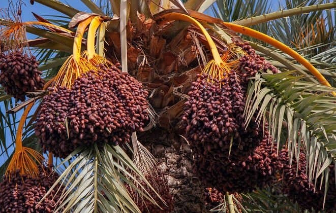Top 5 des pays producteurs de dattes dans le monde