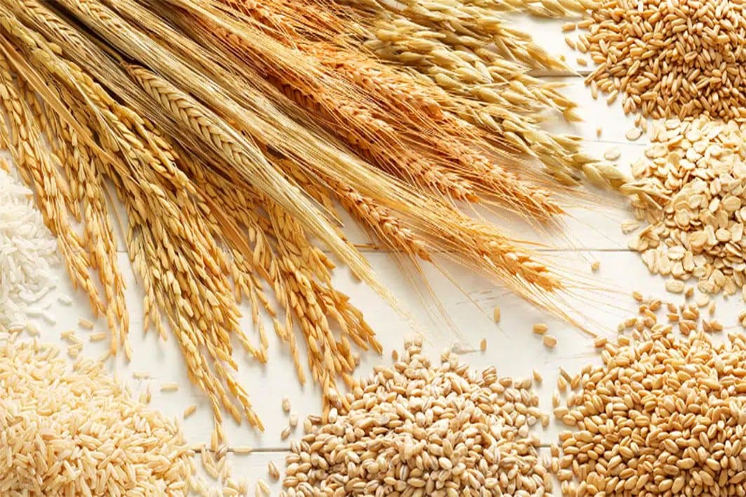 Le Maroc développe de nouvelles variétés de céréales plus tolérantes à la sécheresse