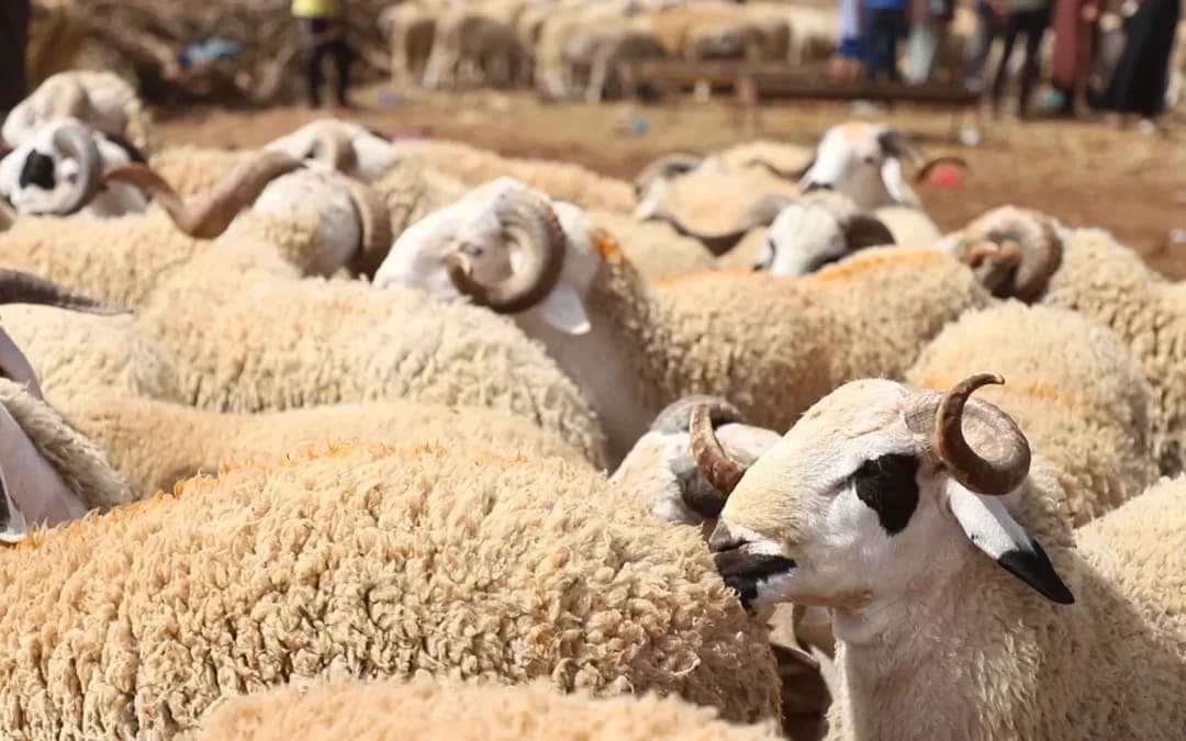 Aid Al Adha: 2,25 millions de têtes d’ovins et de caprins identifiés