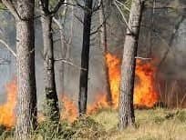 Feu de forêt à Chefchaouen, plusieurs hectares partis en fumée