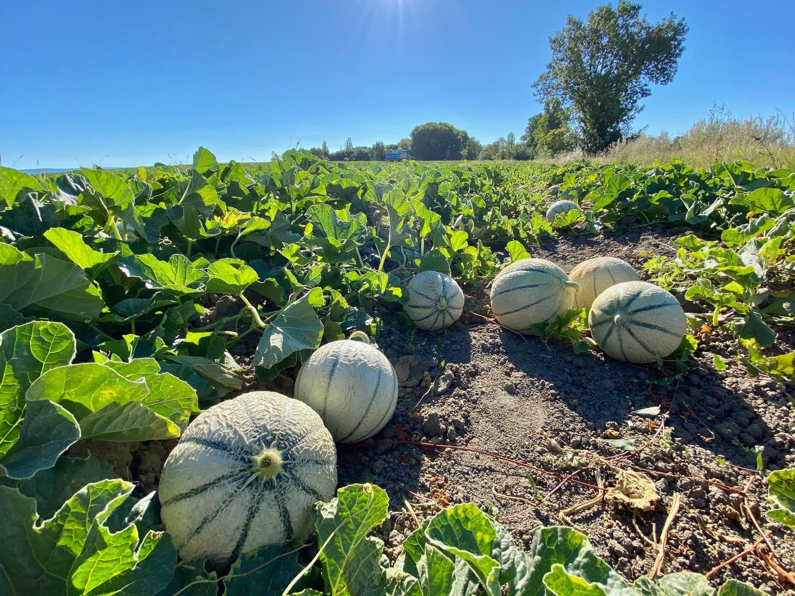 UE : Le Maroc était le 4ème plus grand fournisseur de melons en 2022