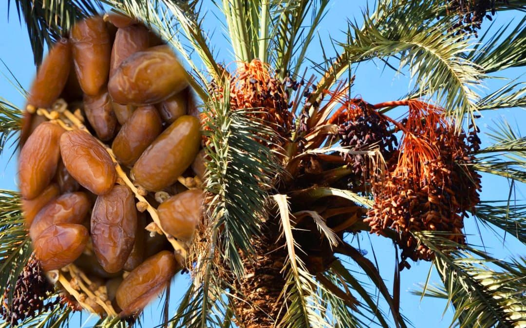Le Maroc 3ème plus grand importateur de dattes au Monde
