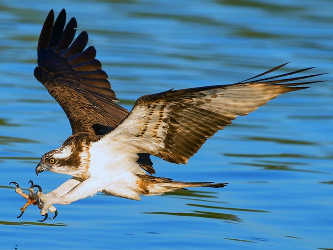 Al Hoceima: Le parc national abrite le Balbuzard pêcheur, l'un des rapaces les plus rares au monde