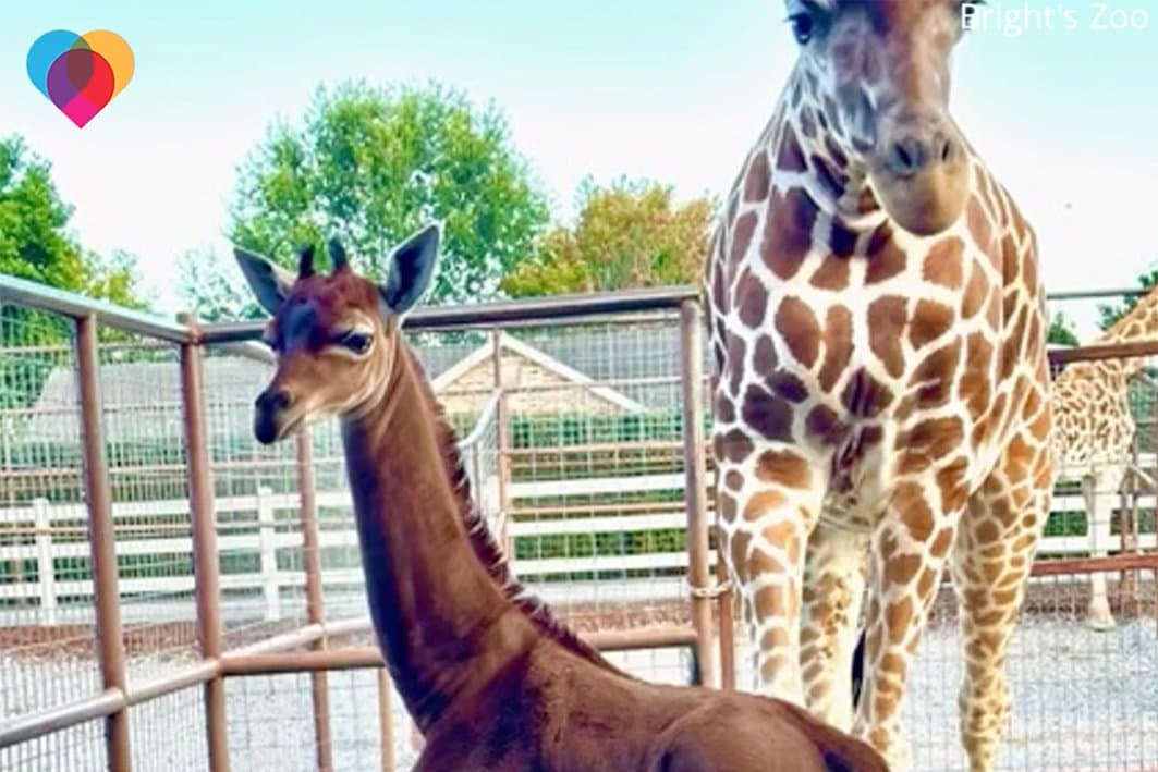 Un spécimen unique au monde: naissance d'une girafe sans taches aux Etats-Unis