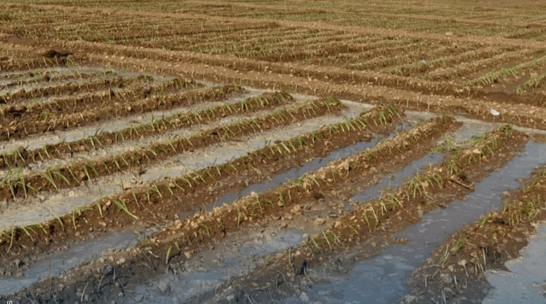 L'inclusion des techniques d'irrigation traditionnelles dans la liste du patrimoine immatériel de l'UNESCO.