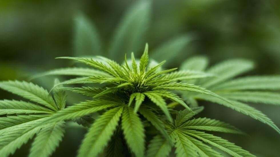 Une journée d'étude sur la culture du cannabis