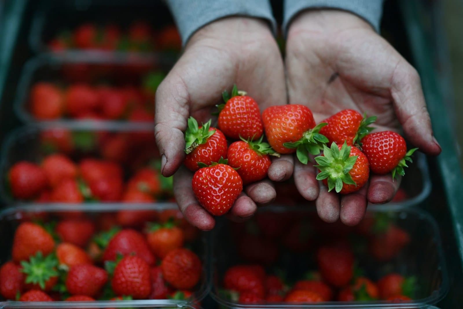 Ministère de l'Agriculture espagnol : Renforcement du contrôle et confirmation que les fraises contaminées n'ont pas atteint les consommateurs