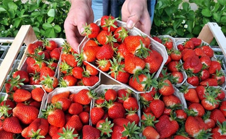 Le ministère de l'Agriculture dément les rumeurs populaires sur la sécurité sanitaire des fraises marocaines