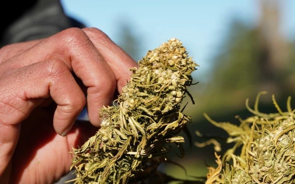 le Maroc définit les critères de licence pour les médicaments dérivés du cannabis