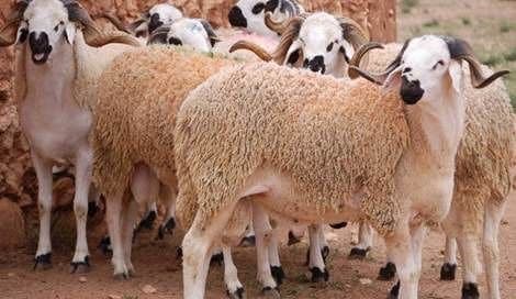 Aïd al-Adha: Allocation de 500 dirhams par tête de bétail importée