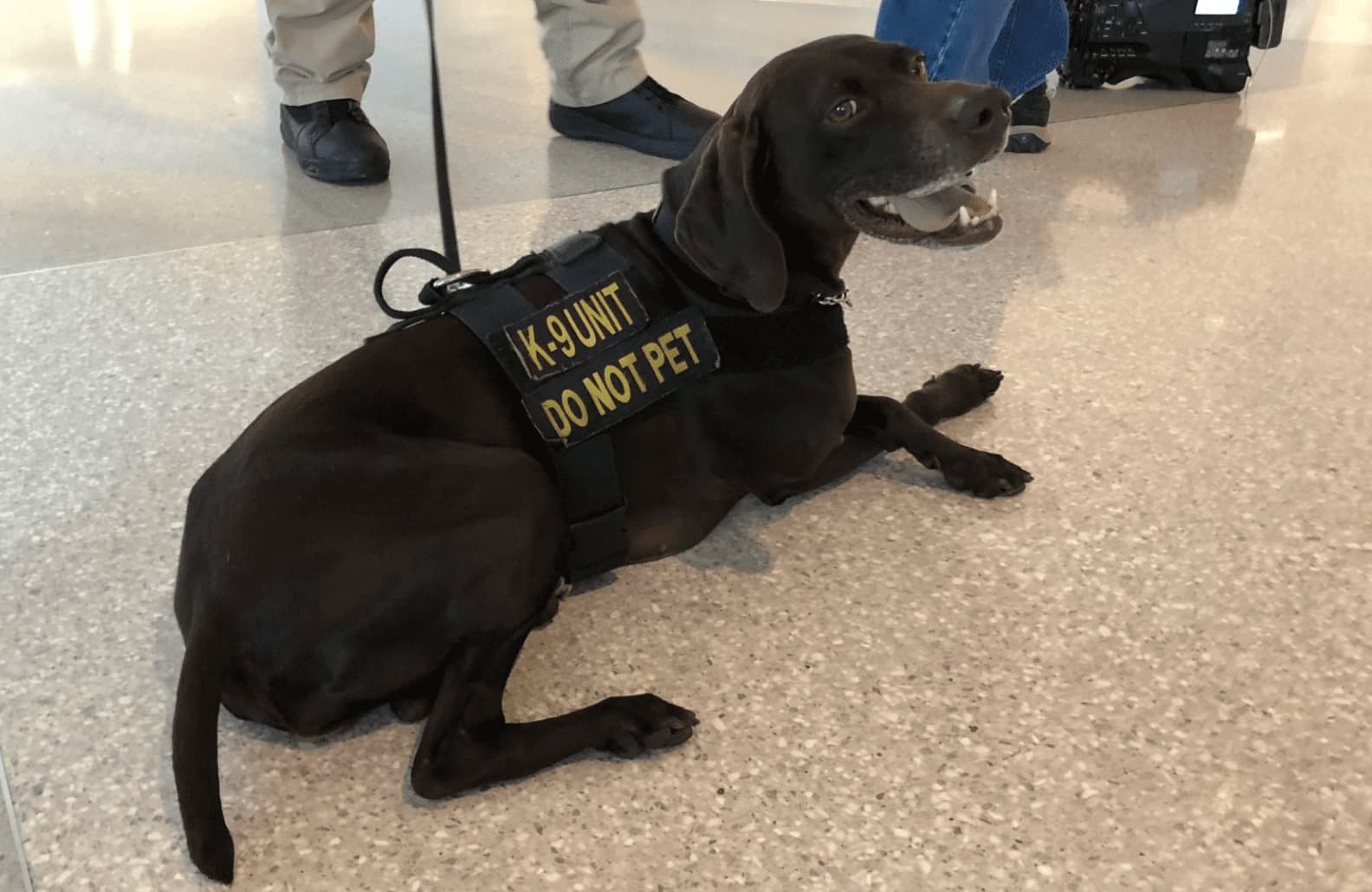 USA: Un agent de la TSA licencié pour avoir brutalisé un chien policier