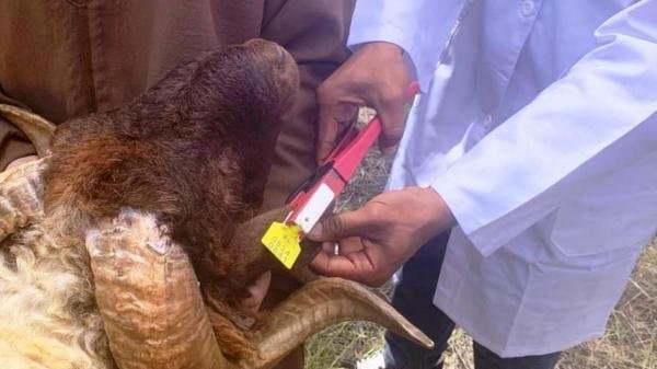 Lancement de la numérotation des moutons et des chèvres en préparation de Aïd al-Adha