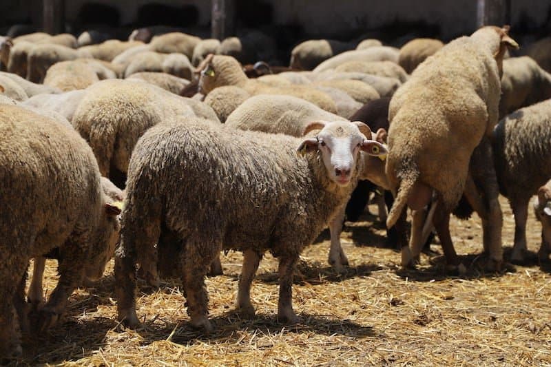 L'ouverture des inscriptions pour les demandes d'importation de produits ovins