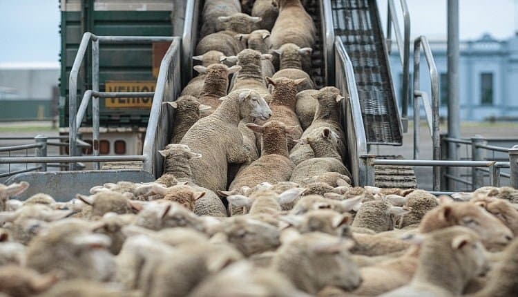 Aïd al-Adha : Le Ministère de l'Agriculture prévoit l'importation d'environ 600 000 têtes d'ovins