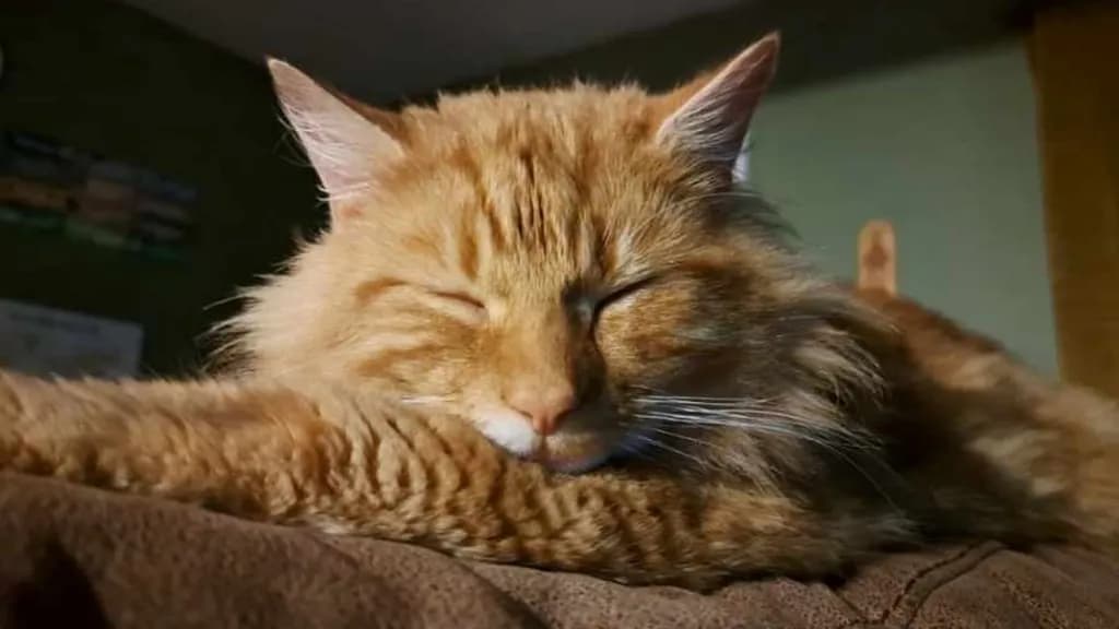 Qu'est-ce qui rend les chats roux si aventureux ?