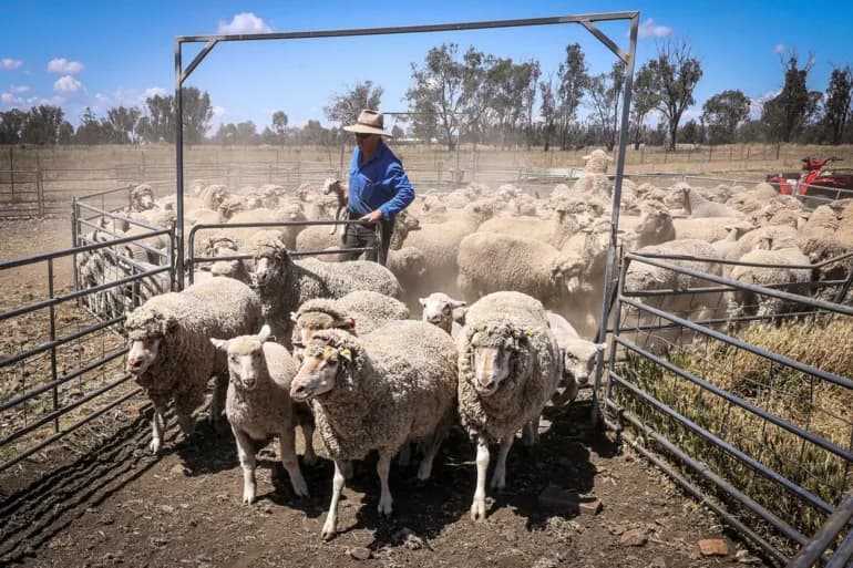 Le Koweït et la Jordanie sont les plus touchés. Quelles sont les répercussions de l’interdiction australienne sur l’exportation de moutons vivants ?
