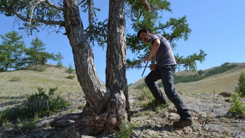 Des arbres centenaires révèlent le secret qui a fait de l'année dernière la plus chaude depuis 2 000 ans