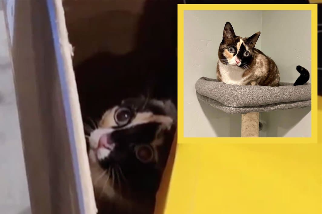 "Un chat miraculé" Envoyé par erreur dans un colis Amazon