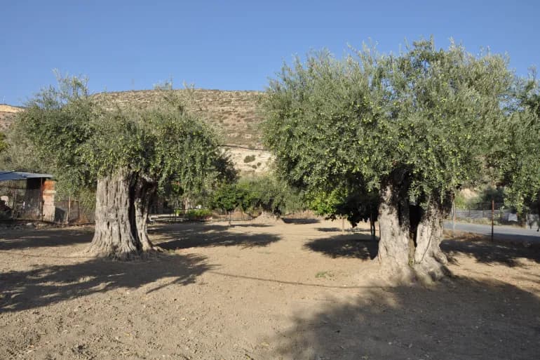 L'olivier vivace d'Al-Mahras…un nouvel ambassadeur de Jordanie en attente d'inscription sur la Liste du patrimoine culturel mondial