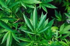 Le Maroc Passe à l'Action : La date de la Commercialisation du Cannabis Révélée!