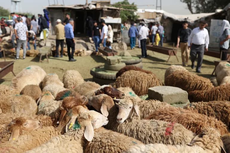 Découvrez les 10 plus grands pays propriétaires de moutons au monde, y compris les pays arabes